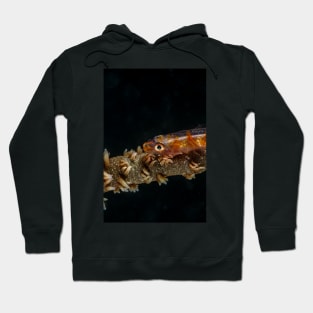 Colored sea whip coral goby Hoodie